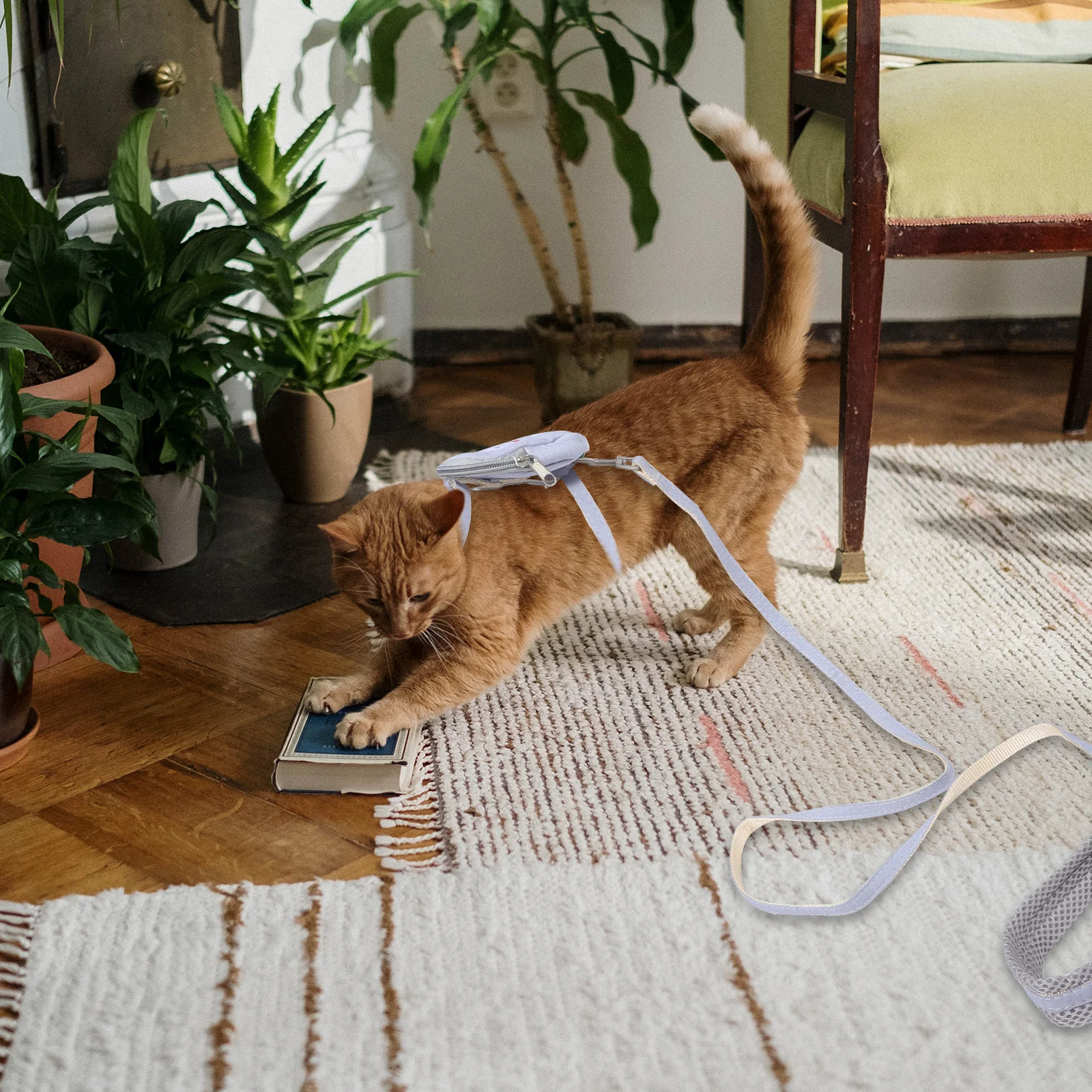 Cat Harness Leash Set Adjustable Pet Supplies Dog Vest Traction Rope Outdoor Small Pets Anti Choke Durable Blue Backpack Style
Cat Harness Leash Set Adjustable Pet Supplies Dog Vest Traction Rope Outdoor Small Pets Anti Choke Durable Blue Backpack Style