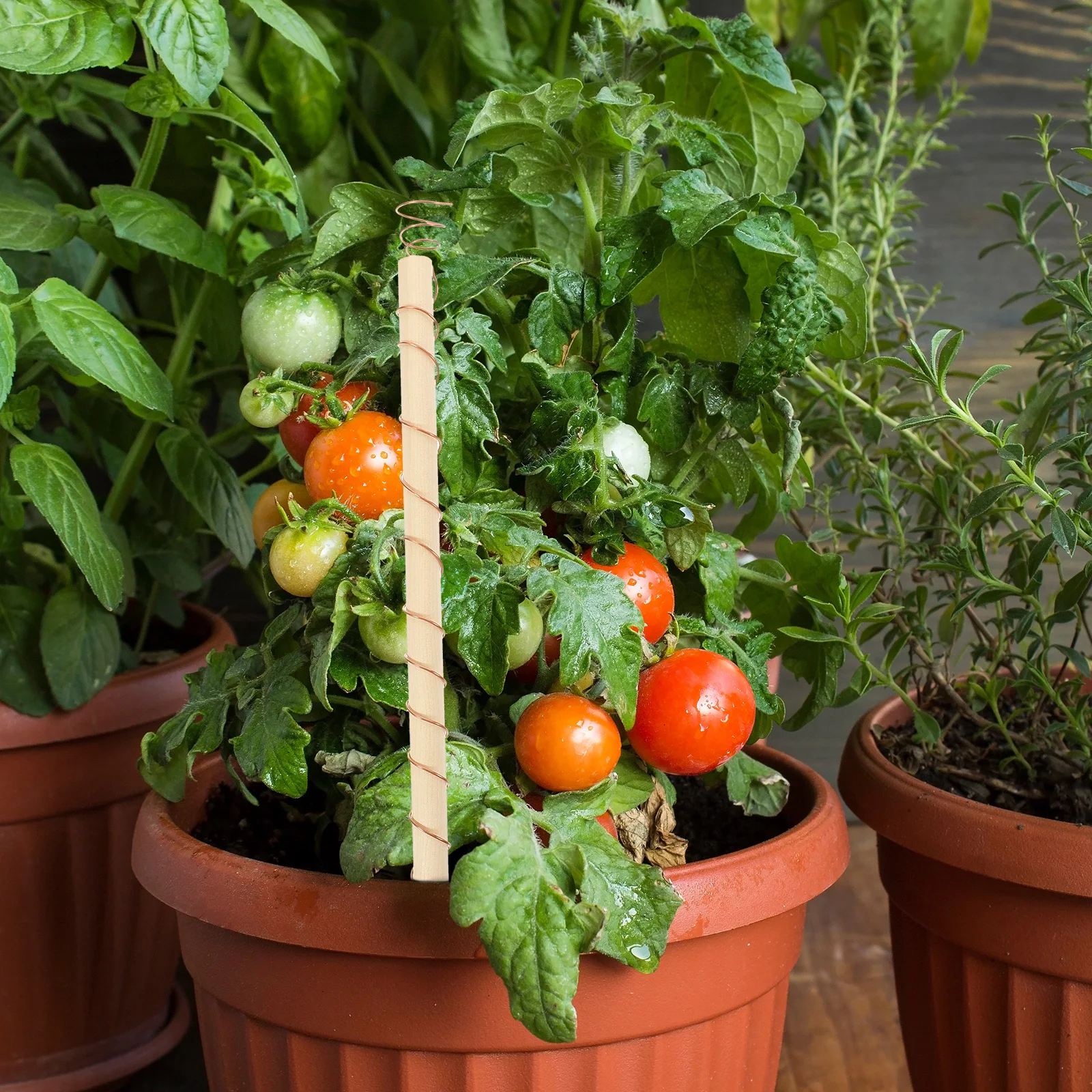 4pcs Copper Antenna Coil Gardening Plant Stake Electroculture Vegetable Small Space saving Easy Install Garden Tool
4pcs Copper Antenna Coil Gardening Plant Stake Electroculture Vegetable Small Space saving Easy Install Garden Tool