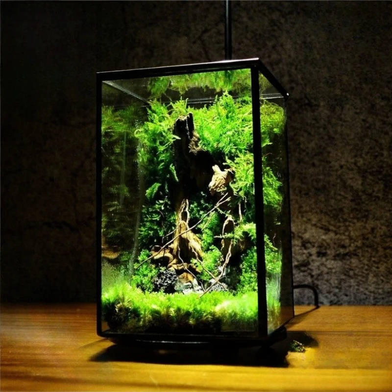 Miniature Rainforest Terrarium Trigonometric Polyhedron Glass Preserved Flower House Translucent Creative Plant Pot
Miniature Rainforest Terrarium Trigonometric Polyhedron Glass Preserved Flower House Translucent Creative Plant Pot