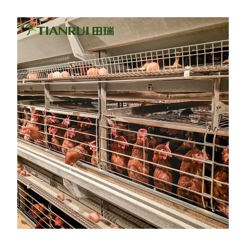 Automatic New Layer Chicken Farming Poultry Equipment Battery Chicken Cages Galvanized Steel H Type for Chickens
Automatic New Layer Chicken Farming Poultry Equipment Battery Chicken Cages Galvanized Steel H Type for Chickens