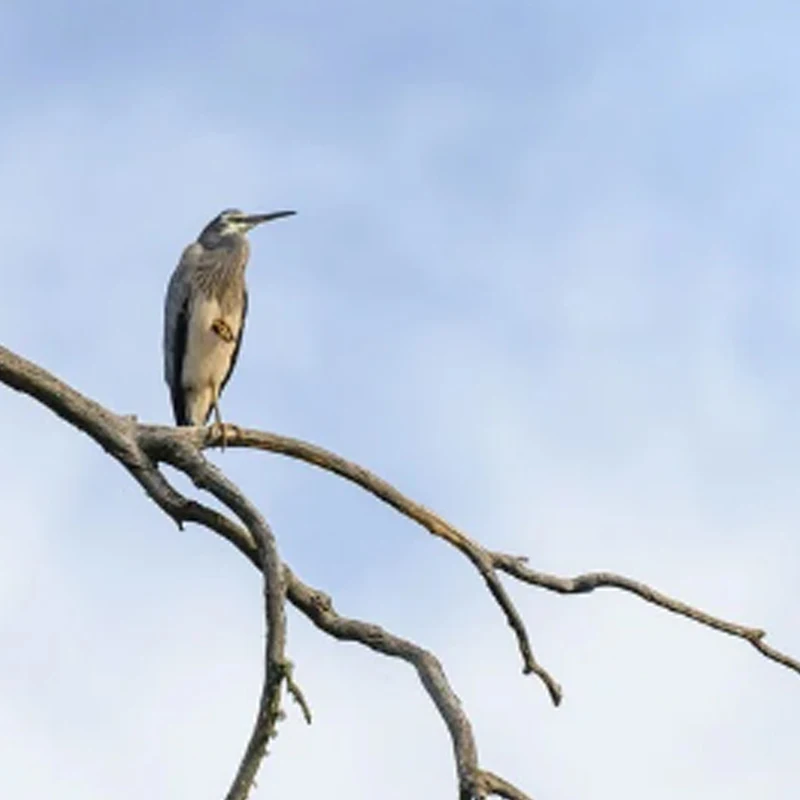 JX Servo PS-4806HB 6KG Standard Plastic Servo Steering Gear Motor for RC Models Remote Control Parts accessory
JX Servo PS-4806HB 6KG Standard Plastic Servo Steering Gear Motor for RC Models Remote Control Parts accessory