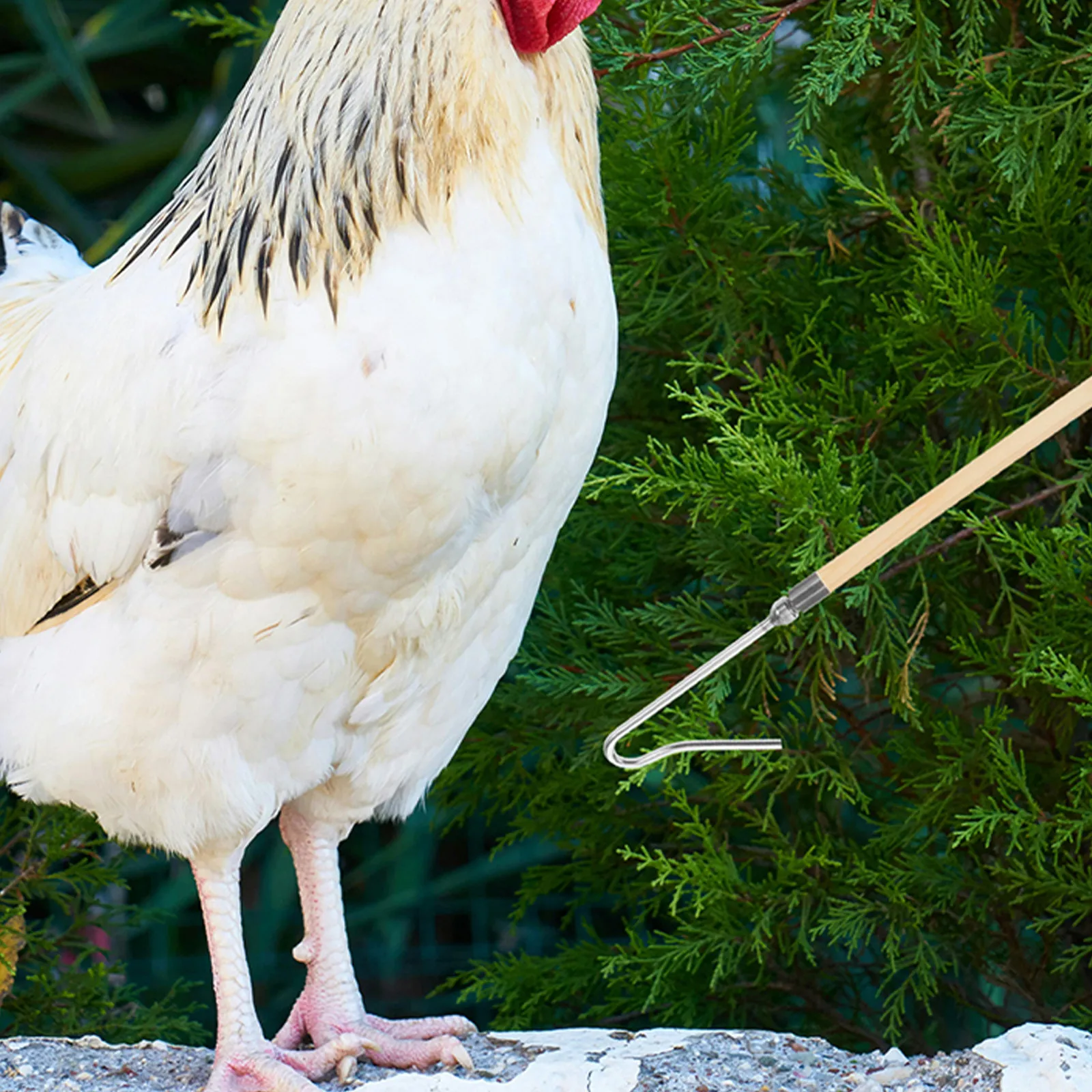 2Pcs Stainless Steel Poultry Catcher Hook Tool Stable Chicken Leg Catching Attachment Farm Use Chicken Processing Equipment
2Pcs Stainless Steel Poultry Catcher Hook Tool Stable Chicken Leg Catching Attachment Farm Use Chicken Processing Equipment