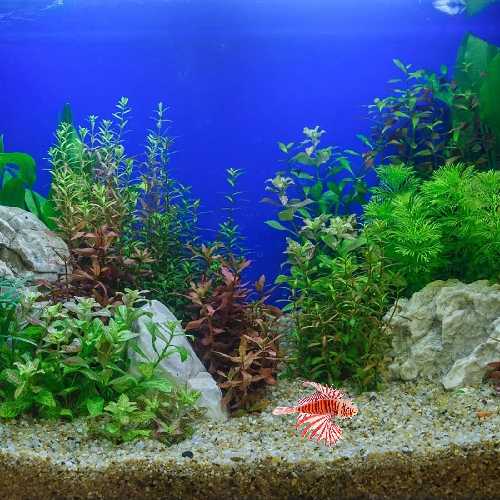 Luminous Lionfish Aquarium Decoration High Simulation Silicone Fish Tank Ornament Natural Design Long-Lasting Silicone Fish
Luminous Lionfish Aquarium Decoration High Simulation Silicone Fish Tank Ornament Natural Design Long-Lasting Silicone Fish