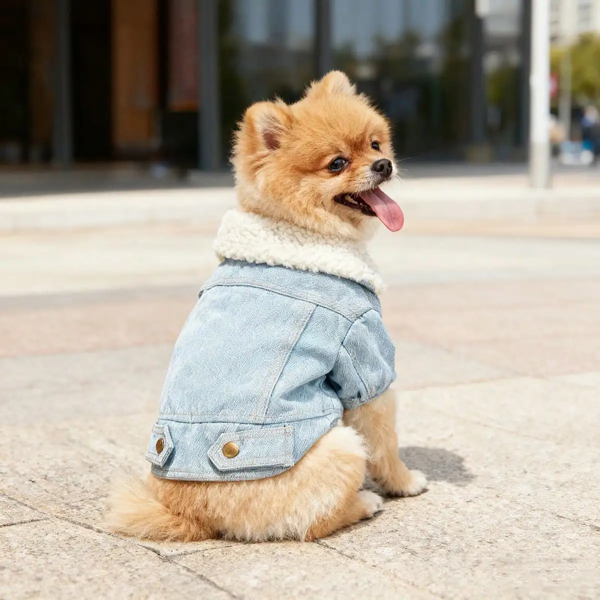 Cat Dog Fleece Jacket Fur Collar Design Autumn Winter Cold Proof Clothes
Cat Dog Fleece Jacket Fur Collar Design Autumn Winter Cold Proof Clothes