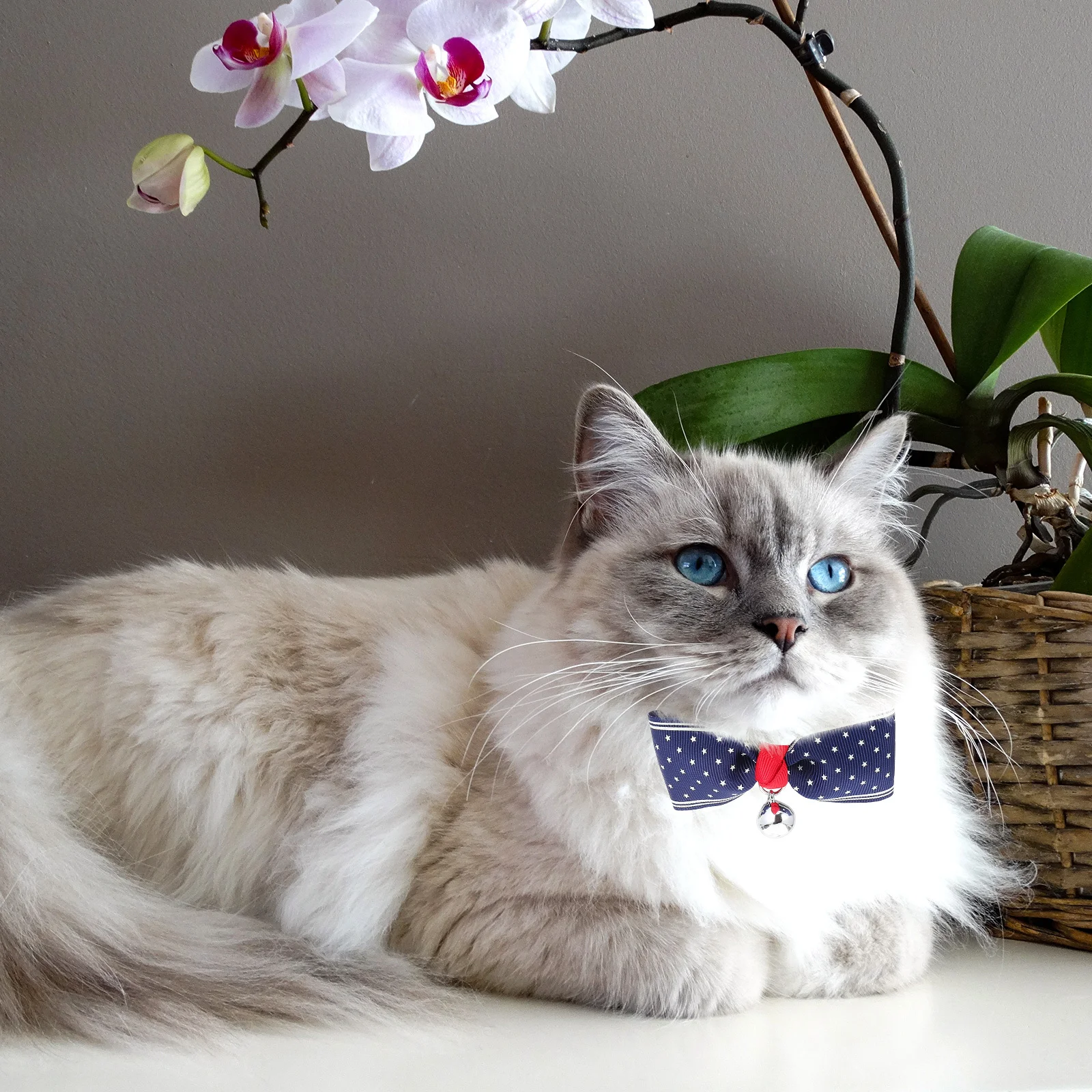 2Pcs Pet Collar Adjustable Small Safe Decorative Kitten Neckwear for Holiday Photo Props Pet Collar Photo Prop 
2Pcs Pet Collar Adjustable Small Safe Decorative Kitten Neckwear for Holiday Photo Props Pet Collar Photo Prop