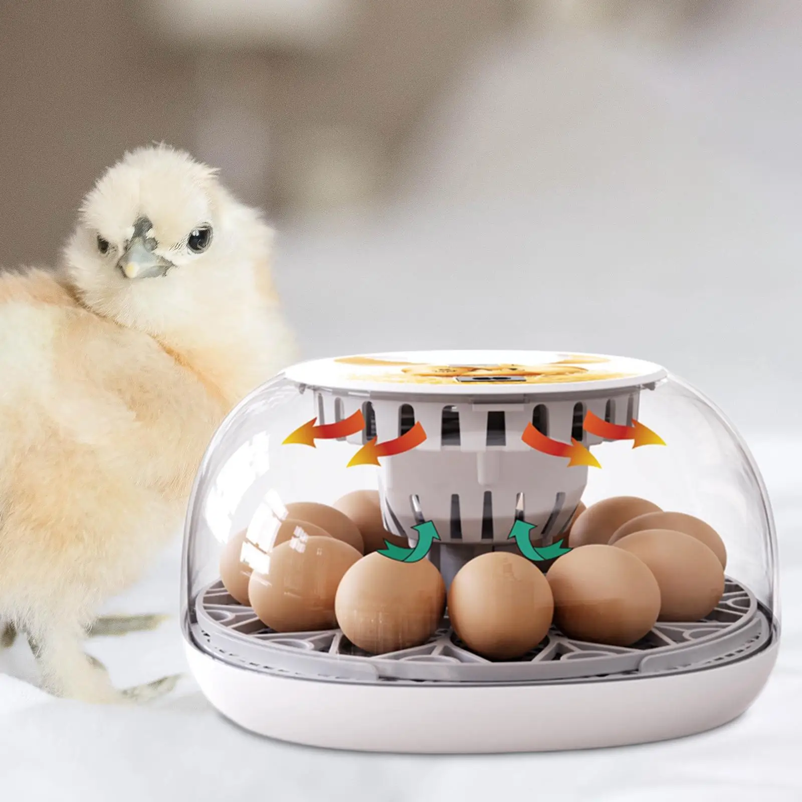 12 Eggs Incubator Manual Egg Turner Digital Temperature Control Electric Transparent Cover Egg Hatcher for Quail Duck
12 Eggs Incubator Manual Egg Turner Digital Temperature Control Electric Transparent Cover Egg Hatcher for Quail Duck