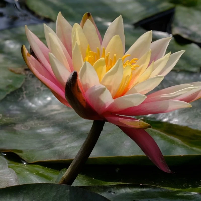 Front and rear axle drive shafts for 1/12 MN82T LC79 MN82S MN82Pro MN82
Front and rear axle drive shafts for 1/12 MN82T LC79 MN82S MN82Pro MN82