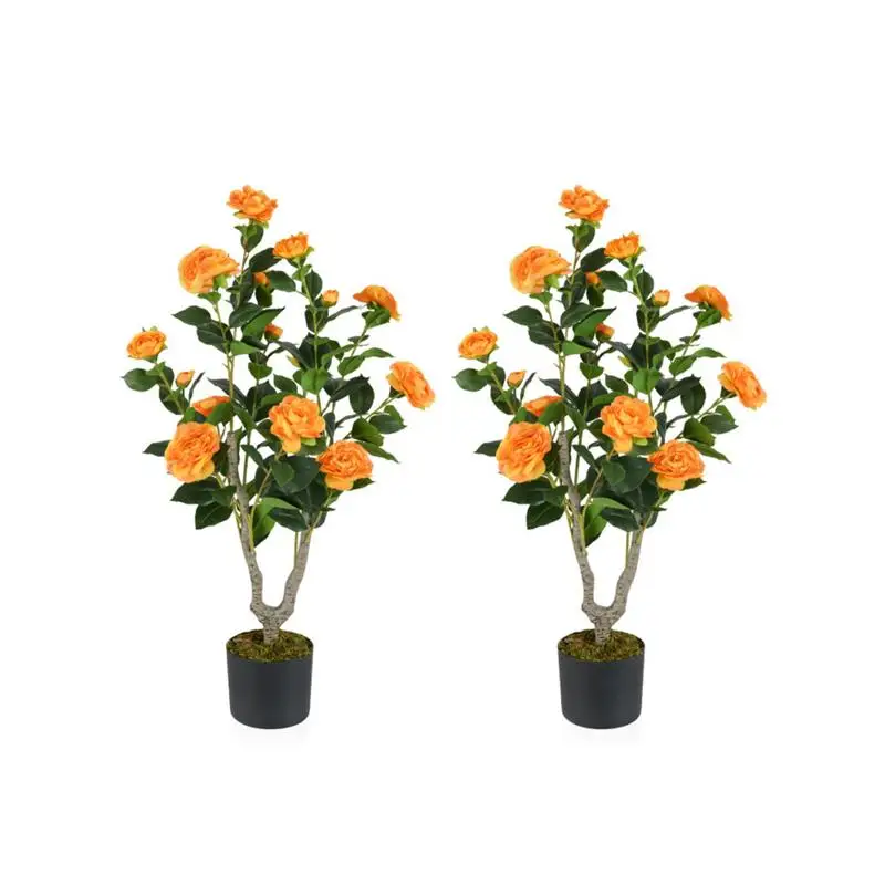 2 Pack Orange Camellia Trees with Blooming Flowers
2 Pack Orange Camellia Trees with Blooming Flowers