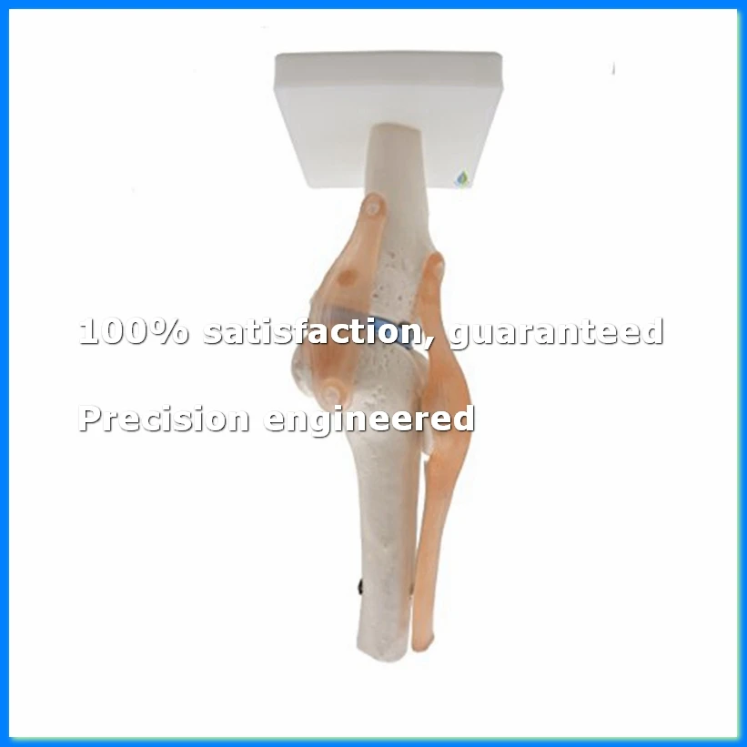Anatomical Knee Joint with Ligaments Model, Life Size-ABYS
Anatomical Knee Joint with Ligaments Model, Life Size-ABYS
