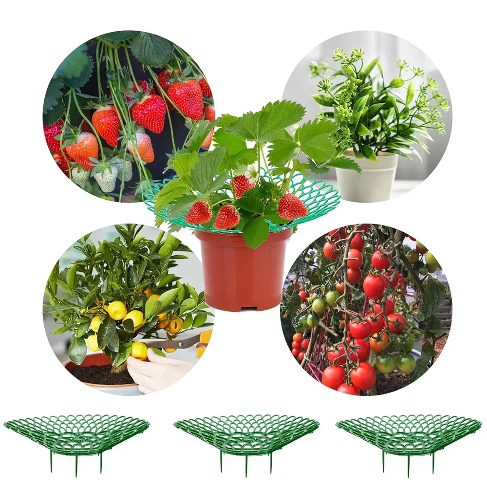 2/5/10Pcs Strawberry Support Stands with 3 Sturdy Legs Strawberry Growing Racks Berries Growing Frame Holder for Garden Homegrow
2/5/10Pcs Strawberry Support Stands with 3 Sturdy Legs Strawberry Growing Racks Berries Growing Frame Holder for Garden Homegrow