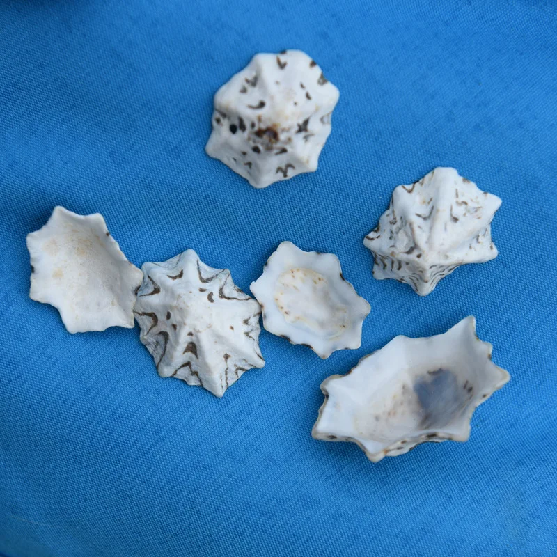 Натуральная раковина моллюска 2-3 см - мини-ракушка, реквизит для фотосъемки, материал для поделок, декор для витрин, аксессуар из мелкой морской раковины
Натуральная раковина моллюска 2-3 см - мини-ракушка, реквизит для фотосъемки, материал для поделок, декор для витрин, аксессуар из мелкой морской раковины