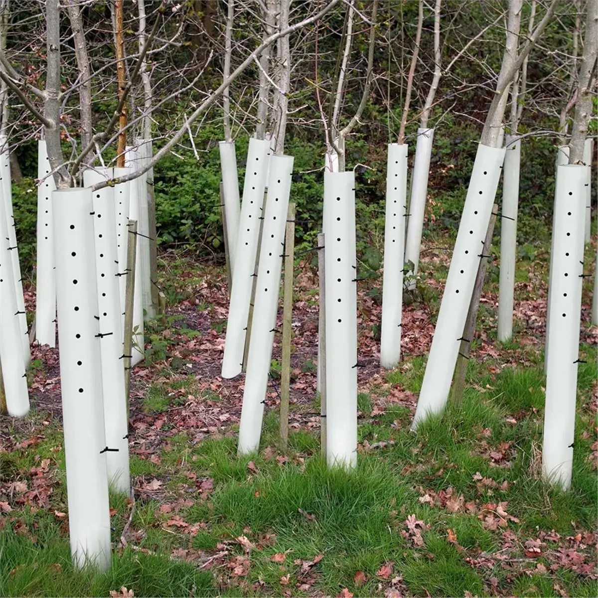 PROMOTION~ 48 Inch Tree Seedling Sapling Grow Tube Vented Seedling Protectors Split Tree Grow Protector with Releasable Zip Ties
PROMOTION~ 48 Inch Tree Seedling Sapling Grow Tube Vented Seedling Protectors Split Tree Grow Protector with Releasable Zip Ties