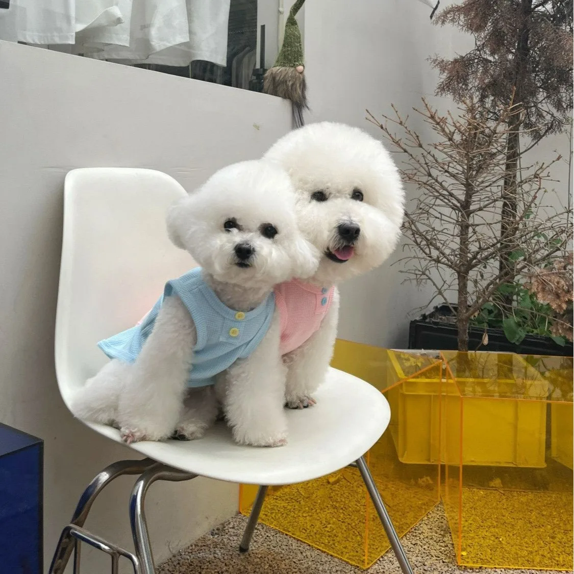 Pocket Love Pet Short Sleeve Summer Puppy Vest Teddy Soft Pullover Sweatshirt Schnauzer Two Leg T-Shirt 
Pocket Love Pet Short Sleeve Summer Puppy Vest Teddy Soft Pullover Sweatshirt Schnauzer Two Leg T-Shirt