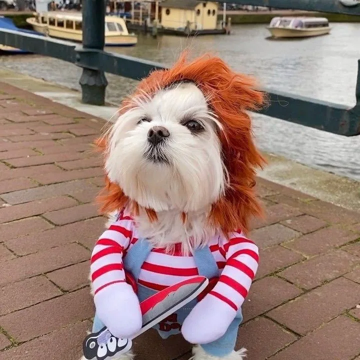 Halloween Small and Medium Dog Dog Cat Transformation Pet Clothing Cat Dog Clothing Supplies
Halloween Small and Medium Dog Dog Cat Transformation Pet Clothing Cat Dog Clothing Supplies