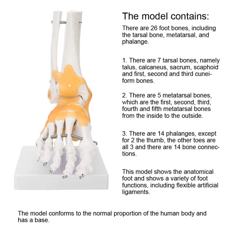 Human Ankle Joint Functional Model Skeleton With Ligaments, Life Size , Medical Teaching Tool
Human Ankle Joint Functional Model Skeleton With Ligaments, Life Size , Medical Teaching Tool