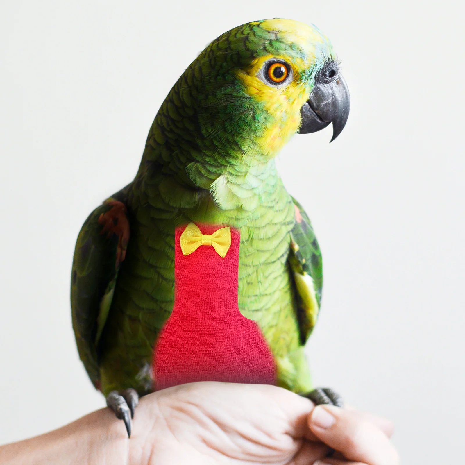 Parrot Diaper Clothes Flight Suit Bird Diapers for Parrots Pigeons Parakeet Adjustable Comfortable Breathable Premium Quality 
Parrot Diaper Clothes Flight Suit Bird Diapers for Parrots Pigeons Parakeet Adjustable Comfortable Breathable Premium Quality