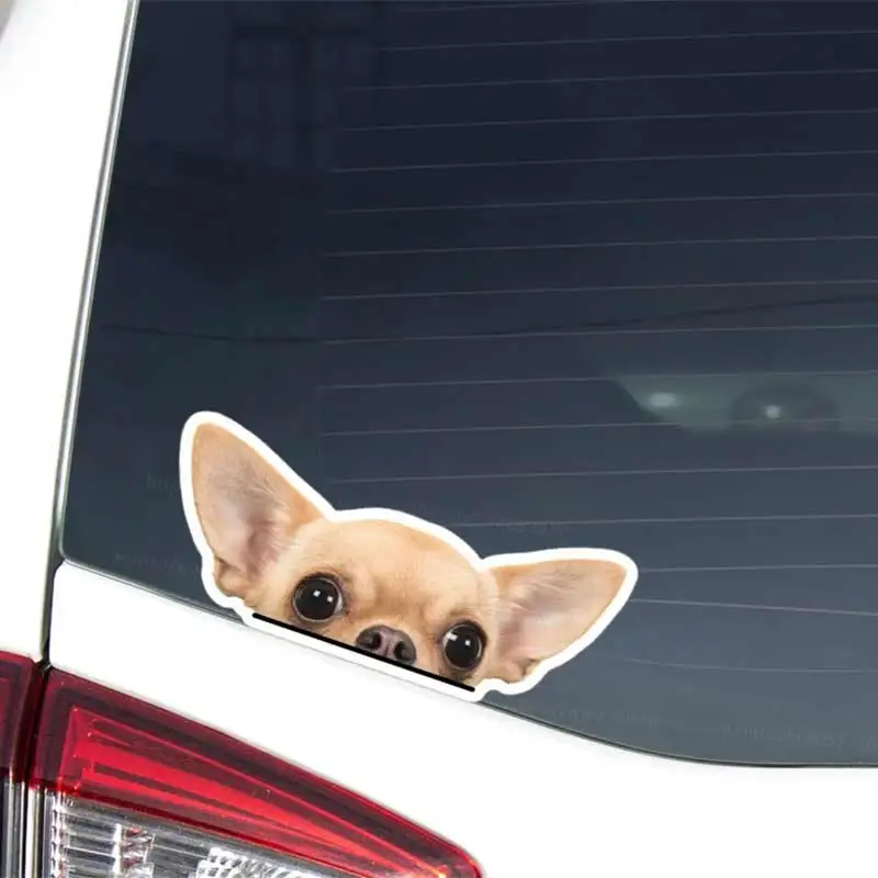 Peeking Chihuahua Car Decal Sticker Realistic Cream Chihuahua Head Dog Vinyl Waterproof Outdoor Removable Bumper Window Laptop
Peeking Chihuahua Car Decal Sticker Realistic Cream Chihuahua Head Dog Vinyl Waterproof Outdoor Removable Bumper Window Laptop