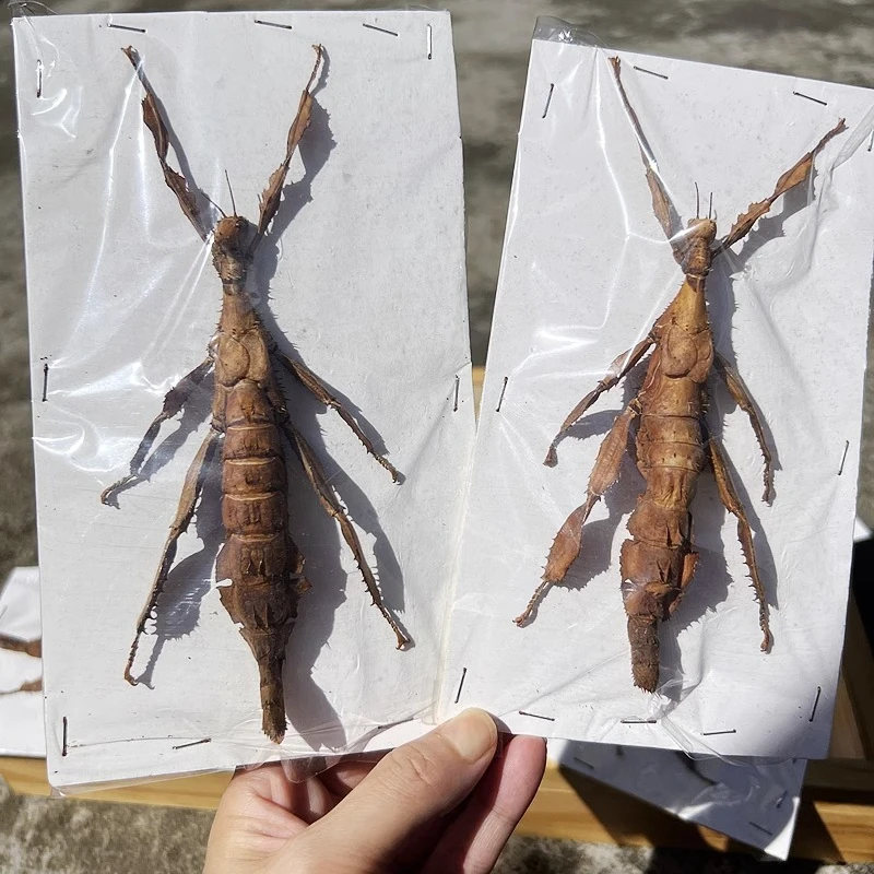 Extatosoma Real Bamboo Joint Insect Specimens DIY Crafts Punk Insectshome Decoration Accessories Statue Taxidermy
Extatosoma Real Bamboo Joint Insect Specimens DIY Crafts Punk Insectshome Decoration Accessories Statue Taxidermy