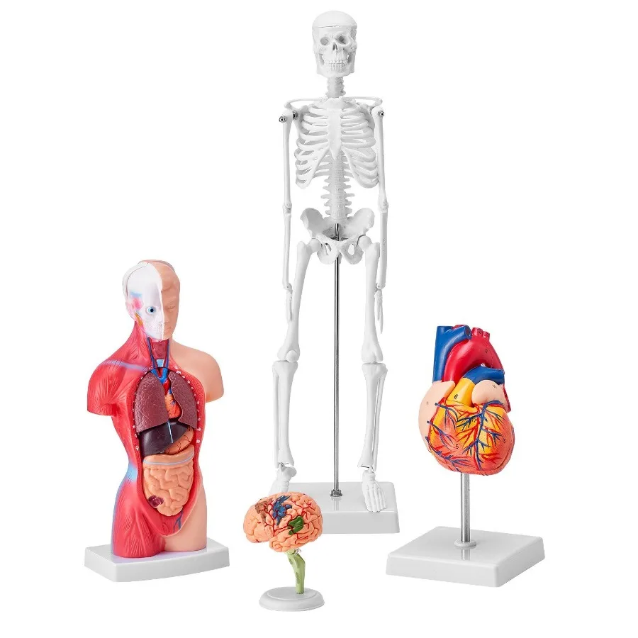 Human Anatomy Models Bundle Set Brain Human Torso Body Heart Skeleton Model Set of 4 Handson 3D Model Study Tools Teaching Mod
Human Anatomy Models Bundle Set Brain Human Torso Body Heart Skeleton Model Set of 4 Handson 3D Model Study Tools Teaching Mod