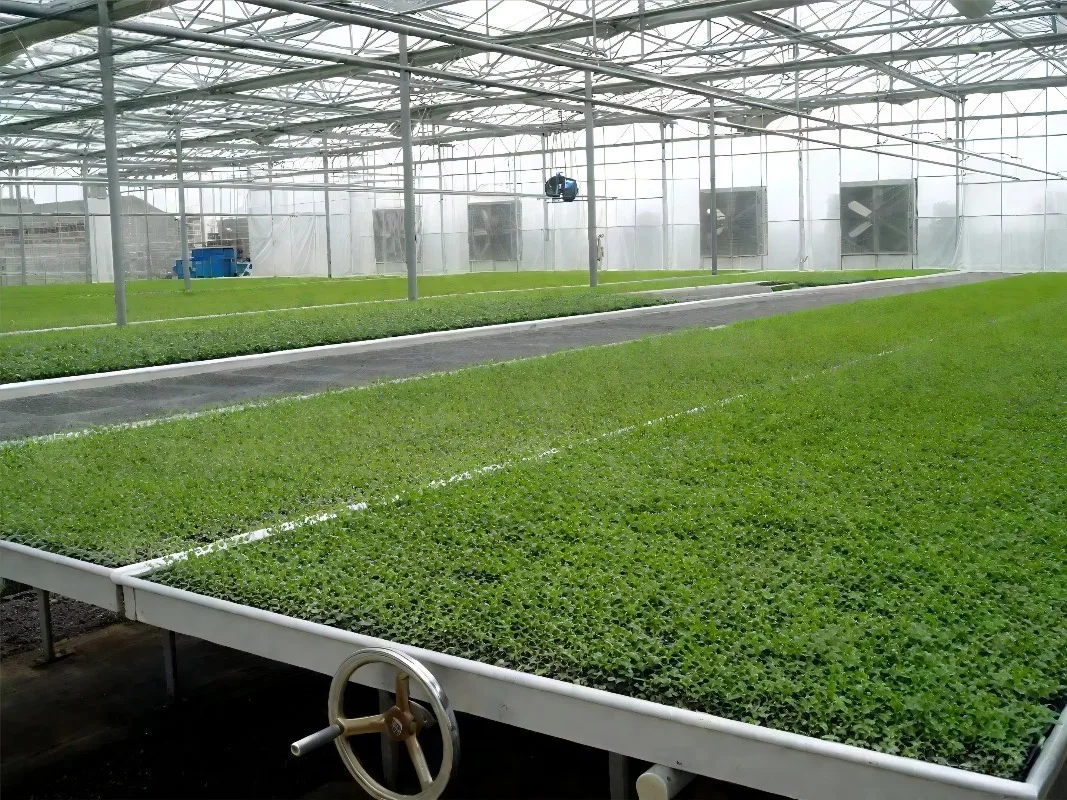 Ускоряет развитие роста урока, сокращает цикл роста. Высокодобная теплица для рассады для улучшенной сельскохозяйственной теплицы.
Ускоряет развитие роста урока, сокращает цикл роста. Высокодобная теплица для рассады для улучшенной сельскохозяйственной теплицы.