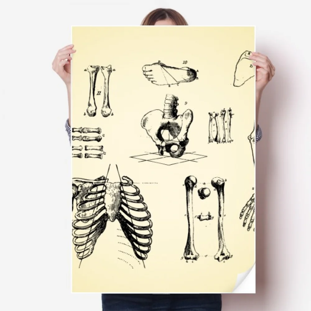 Human Skeleton Lucky Sketch Sticker Decoration Poster Playbill Wallpaper Window Decal
Human Skeleton Lucky Sketch Sticker Decoration Poster Playbill Wallpaper Window Decal