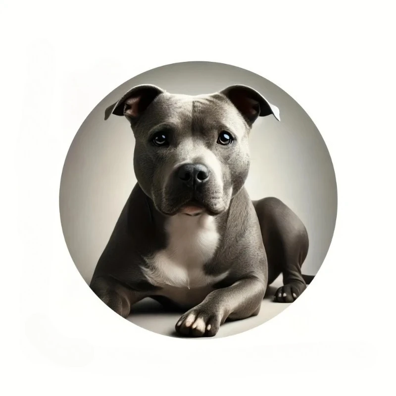 Наклейки на автомобиль, винтажный знак стаффордширского бультерьера-художественный юмор, водонепроницаемая наклейка 15 см, ПВХ KK
Наклейки на автомобиль, винтажный знак стаффордширского бультерьера-художественный юмор, водонепроницаемая наклейка 15 см, ПВХ KK