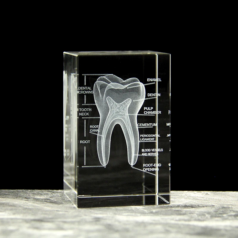 3D Crystal Teeth Cube Anatomy Model Home Decoration Craft Gifts Stomatological Dental Hospital School Souvenirs
3D Crystal Teeth Cube Anatomy Model Home Decoration Craft Gifts Stomatological Dental Hospital School Souvenirs