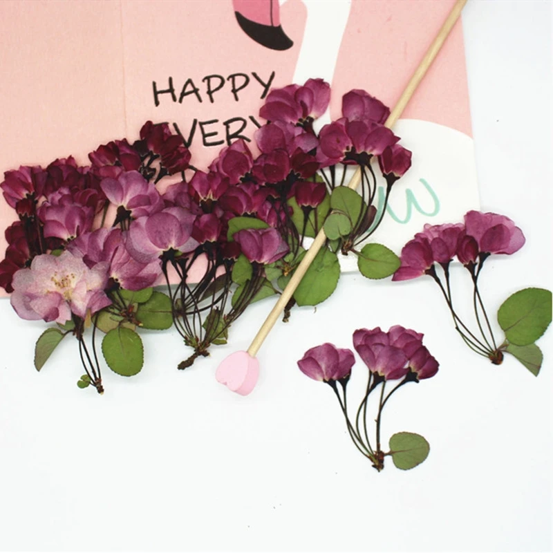 36Pcs Natural Plant Bookmarks with Branches, Begonia Flower Packs, Cherry Blossom Plant Specimens for Teaching, DIY Handmade Photo Frames, Invitation Stickers, Nail Art Dried Flower Pressed Flower Packs
36Pcs Natural Plant Bookmarks with Branches, Begonia Flower Packs, Cherry Blossom Plant Specimens for Teaching, DIY Handmade Photo Frames, Invitation Stickers, Nail Art Dried Flower Pressed Flower Packs