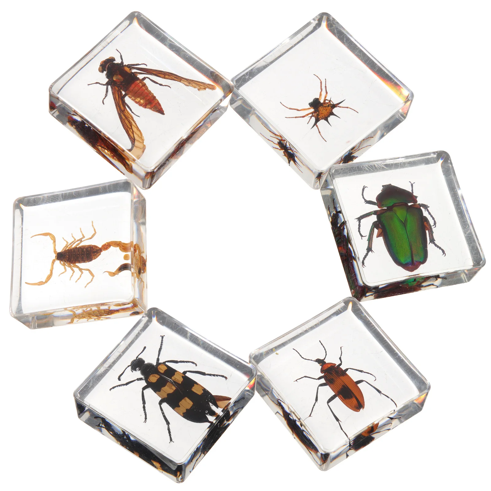 6 Pcs Insect Specimen Resin Insects for Home Desk Decorations Delicate Exquisite Ornament Desktop Student
6 Pcs Insect Specimen Resin Insects for Home Desk Decorations Delicate Exquisite Ornament Desktop Student