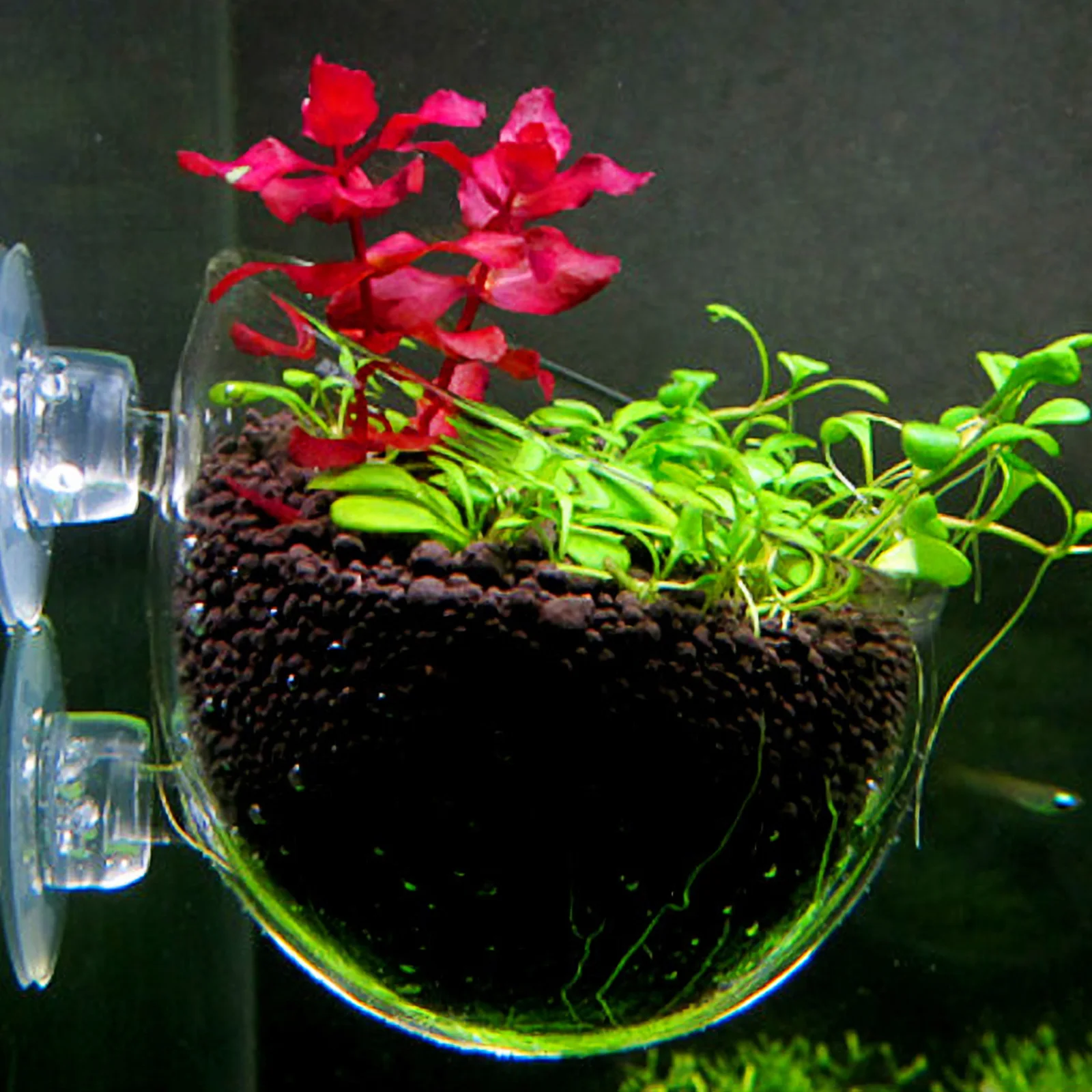 Aquatic Plant Cup Glass Pot Transparent Double Suction Cups Permeable Holes Suitable for Fish Tank Aquarium Plants
Aquatic Plant Cup Glass Pot Transparent Double Suction Cups Permeable Holes Suitable for Fish Tank Aquarium Plants