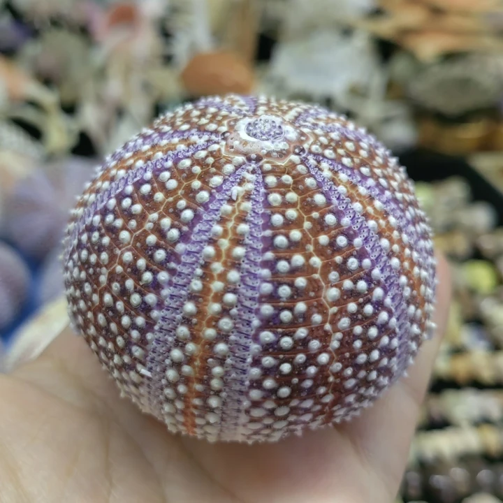 Seashell Conch Ornament Sea Urchins Shell Aquarium Fish Tank Decor Shell Shape Seashell Conch DIY Home Decoration Birthday Gift
Seashell Conch Ornament Sea Urchins Shell Aquarium Fish Tank Decor Shell Shape Seashell Conch DIY Home Decoration Birthday Gift