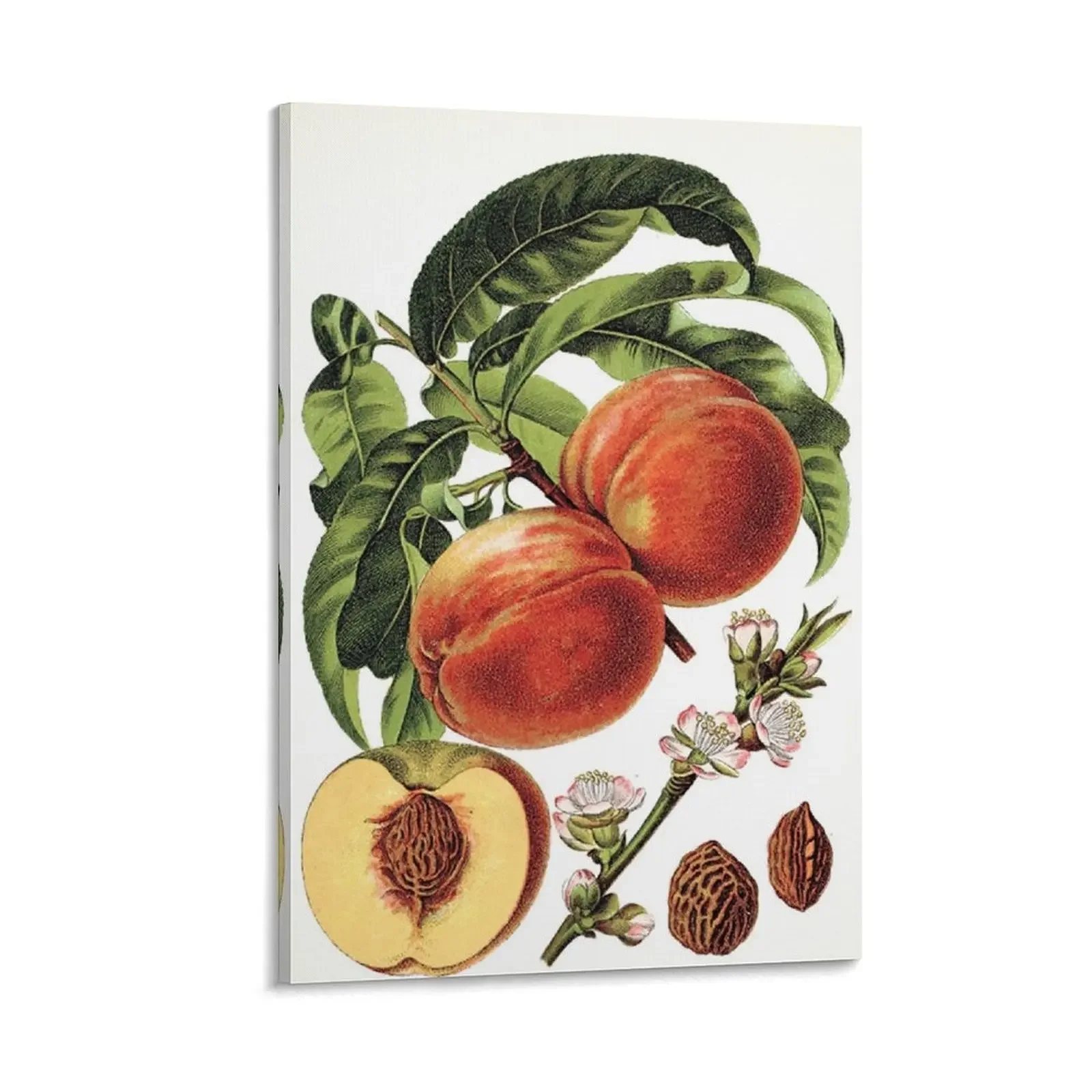 Peach Life Cycle Poster Canvas Painting room decoration aesthetic room decor Picture on the wall
Peach Life Cycle Poster Canvas Painting room decoration aesthetic room decor Picture on the wall