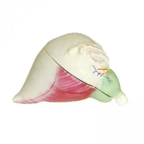 Bladder prostate enlargement model, medical education human urogenital system mold
Bladder prostate enlargement model, medical education human urogenital system mold
