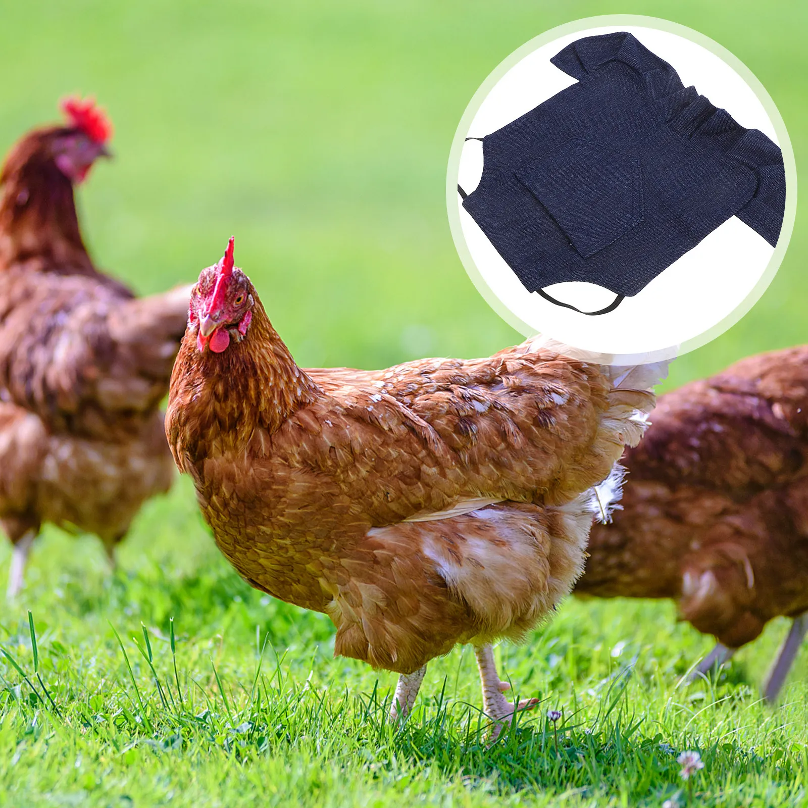 3Pcs Denim Hen Saddle Apron Double Layer Chicken Back Protector Comfortable Breathable Secure Fit for Small Hens Poultry
3Pcs Denim Hen Saddle Apron Double Layer Chicken Back Protector Comfortable Breathable Secure Fit for Small Hens Poultry