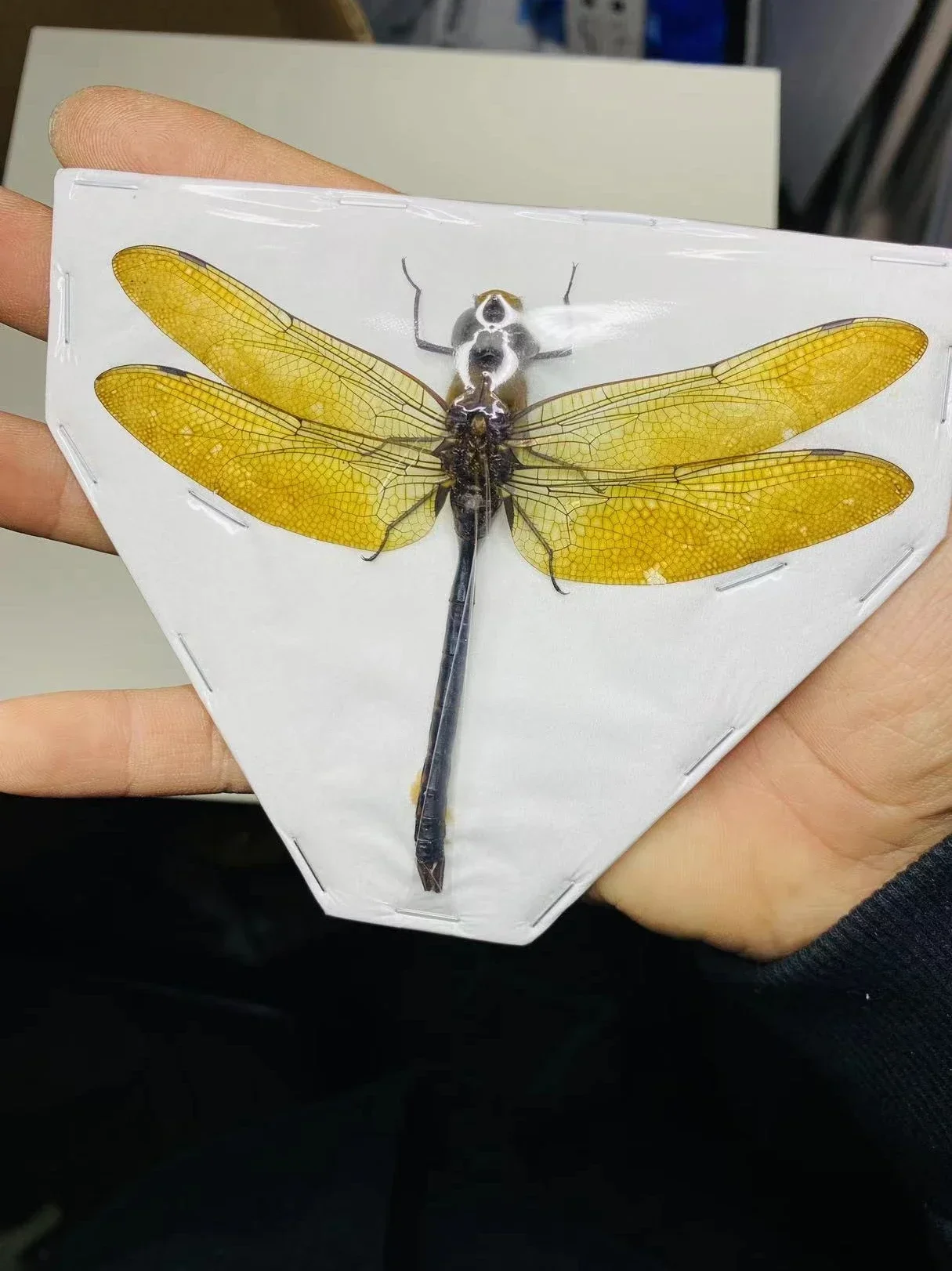 Thai Amber Dragonfly Specimen Gorgeous Ambragaeana Ambra True Insect Beetle Material Protozoa Home Decoration Accessories 
Thai Amber Dragonfly Specimen Gorgeous Ambragaeana Ambra True Insect Beetle Material Protozoa Home Decoration Accessories