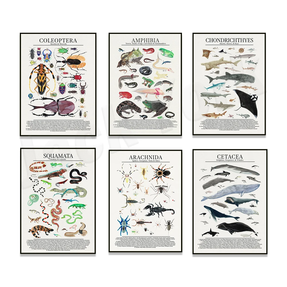 Arachnids spider, frog, salamander, cartilaginous fish - shark, ray, whale, dolphin, Coleoptera, snake, lizard animal poster
Arachnids spider, frog, salamander, cartilaginous fish - shark, ray, whale, dolphin, Coleoptera, snake, lizard animal poster