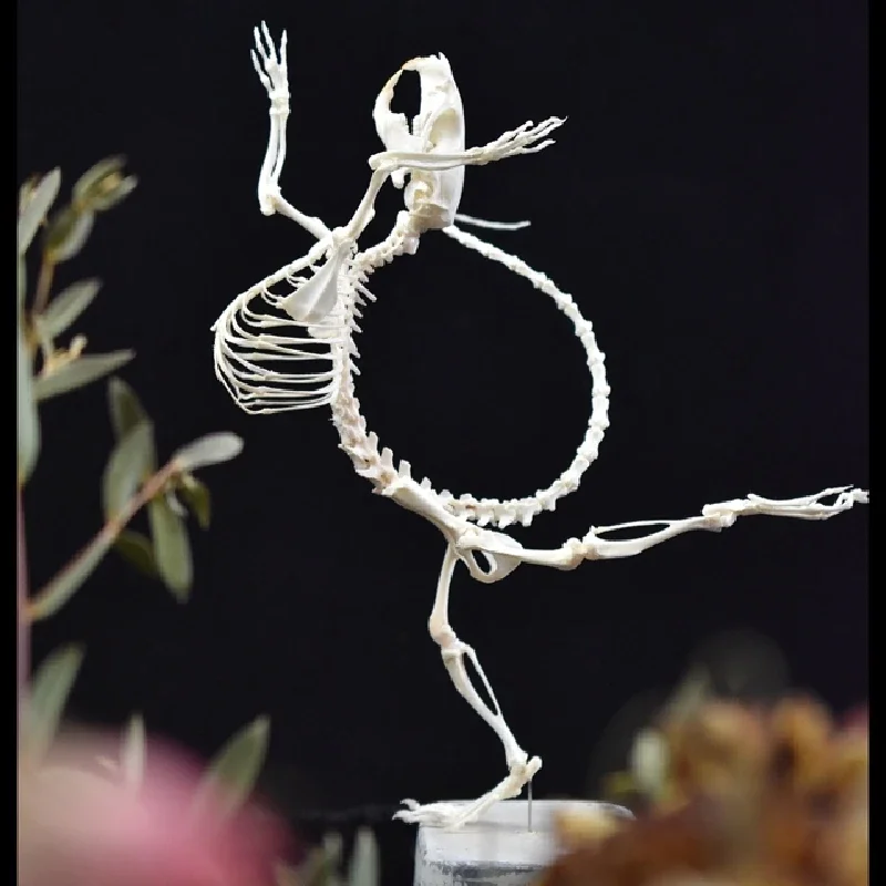 2045 Vintage Dancing Mouse Skeleton Art Sculpture Gothic Wall Decor Handmade Craft Simulation Creative Rodent Bone Model Dance
2045 Vintage Dancing Mouse Skeleton Art Sculpture Gothic Wall Decor Handmade Craft Simulation Creative Rodent Bone Model Dance