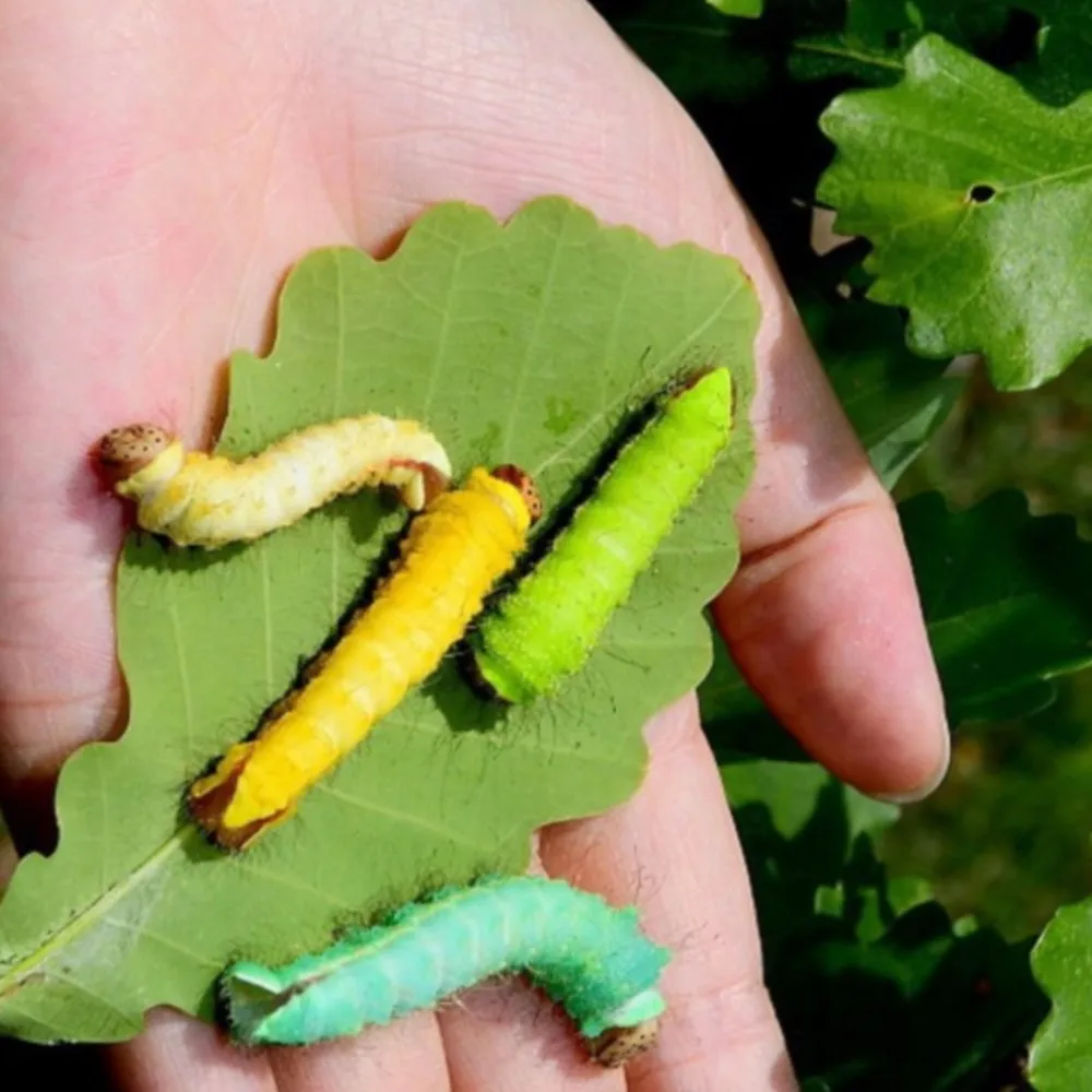 100 Pcs/Lot Bombyx mori Linnaeus Multicolor Silkworm Seeds Seed Mulberry Feeding Silkworms Eggs Egg High Hatchability Toys Funny
100 Pcs/Lot Bombyx mori Linnaeus Multicolor Silkworm Seeds Seed Mulberry Feeding Silkworms Eggs Egg High Hatchability Toys Funny