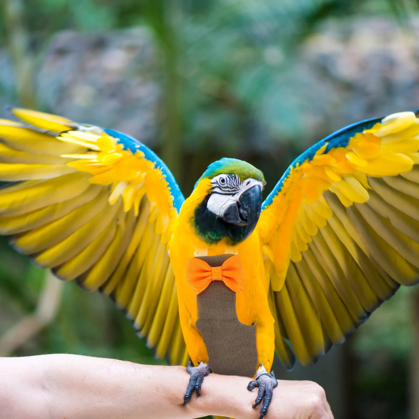 Bird Parrot Diaper Washable Breathable Soft Lightweight Reusable Cotton Cloth Flight Suit Bow Decor Bird Clothing Protector
Bird Parrot Diaper Washable Breathable Soft Lightweight Reusable Cotton Cloth Flight Suit Bow Decor Bird Clothing Protector