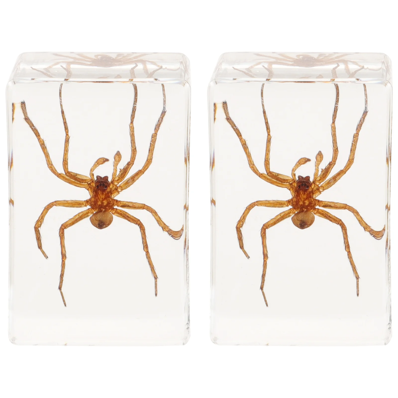 2 Pcs Book Town Transparent Amber Insect Specimen Craft Ornaments (hairy Spider) 2pcs Travel Insects Adornment Resin
2 Pcs Book Town Transparent Amber Insect Specimen Craft Ornaments (hairy Spider) 2pcs Travel Insects Adornment Resin