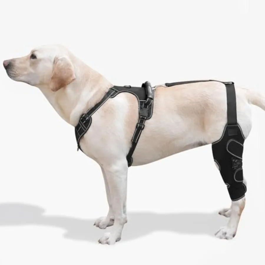 Dog Knee Brace with Adjustable Support ACL and CCL Tear Recovery, Post-Surgery Stabilization, Mobility Aid for Rear Legs Includ
Dog Knee Brace with Adjustable Support ACL and CCL Tear Recovery, Post-Surgery Stabilization, Mobility Aid for Rear Legs Includ