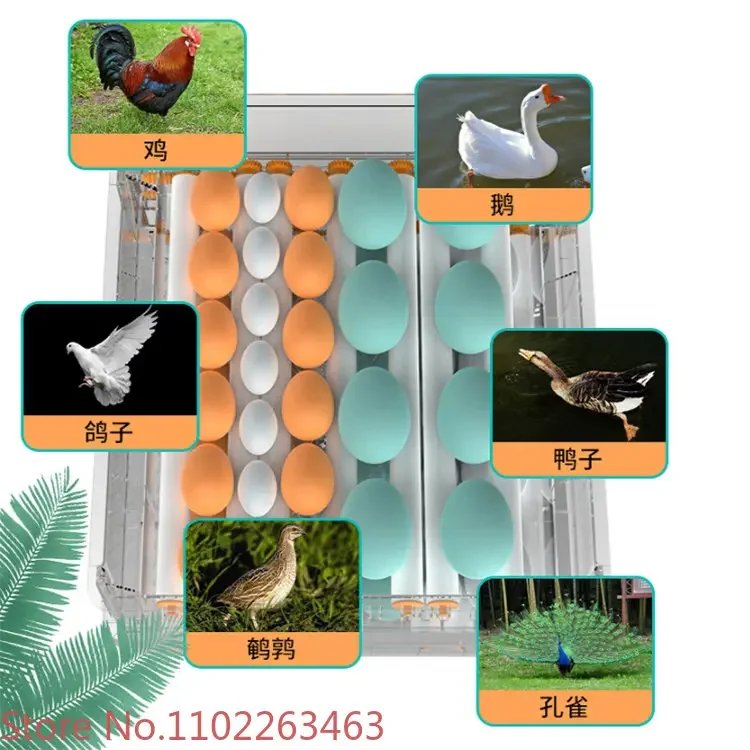 220v/12v double power mini incubator chicken ostrich Egg Incubators Hatching Machine price for sale JY36-Double power 50W
220v/12v double power mini incubator chicken ostrich Egg Incubators Hatching Machine price for sale JY36-Double power 50W