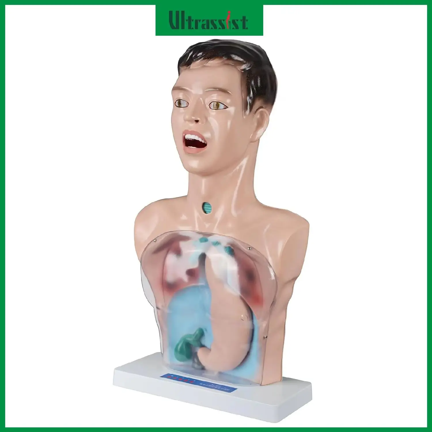 Ultrassist Transparent Gastric Lavage Model Intubation Gastric Tube Lavage Tracheostomy Demonstration for Nurse Medical Students
Ultrassist Transparent Gastric Lavage Model Intubation Gastric Tube Lavage Tracheostomy Demonstration for Nurse Medical Students