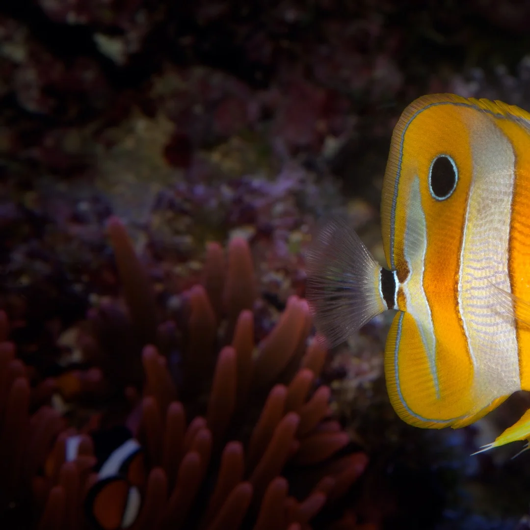 8.4" Android 14 Caplay Screen Car Radio For Jeep Grand Cherokee 2014-2018 Stereo GPS Multimedia Video GPS Navigation Head Unit
8.4" Android 14 Caplay Screen Car Radio For Jeep Grand Cherokee 2014-2018 Stereo GPS Multimedia Video GPS Navigation Head Unit