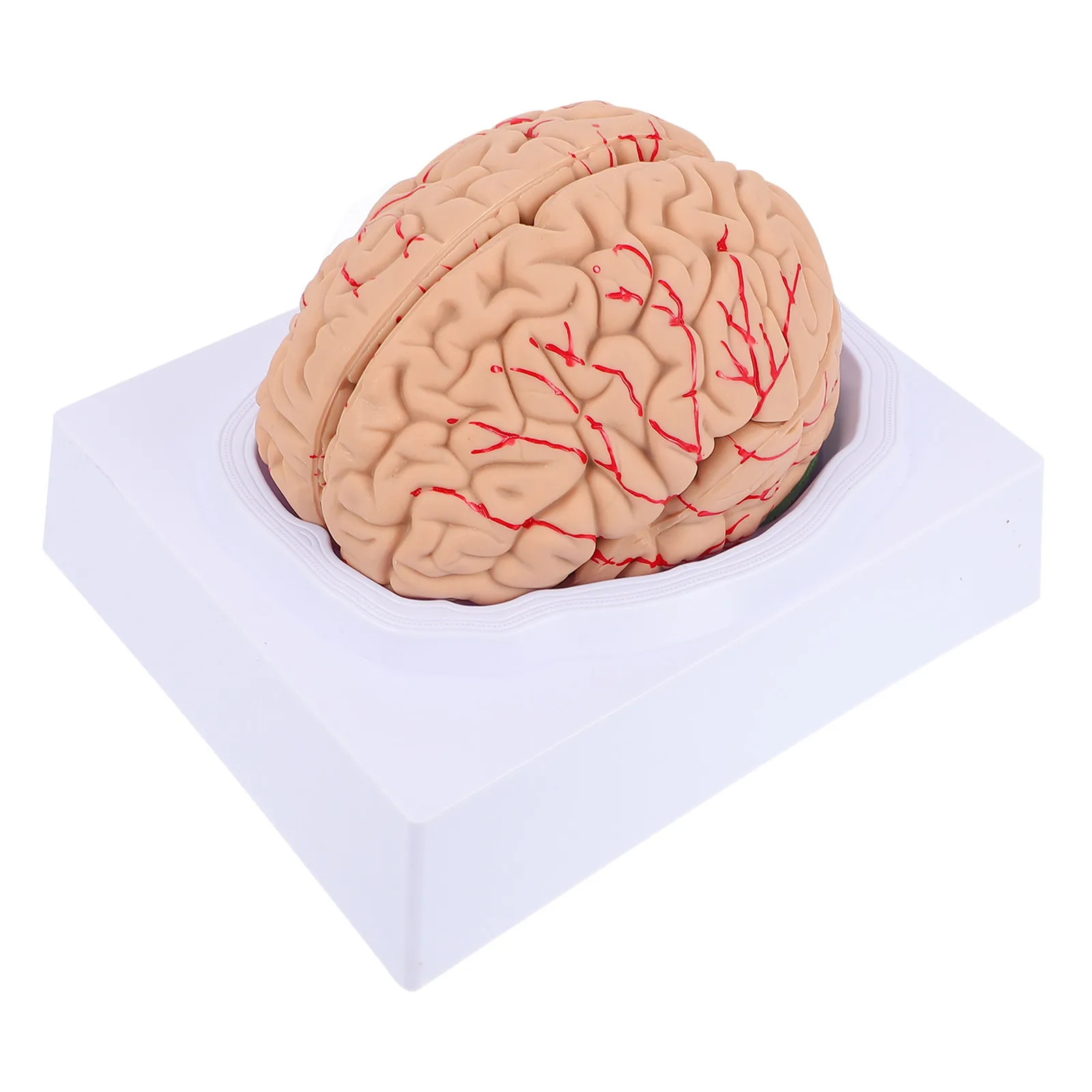 Учебное пособие: Анатомическая модель мозга человека с кровеносными сосудами, 1 шт., разборная, для обучения в медицинских и сестринских учебных заведениях
Учебное пособие: Анатомическая модель мозга человека с кровеносными сосудами, 1 шт., разборная, для обучения в медицинских и сестринских учебных заведениях