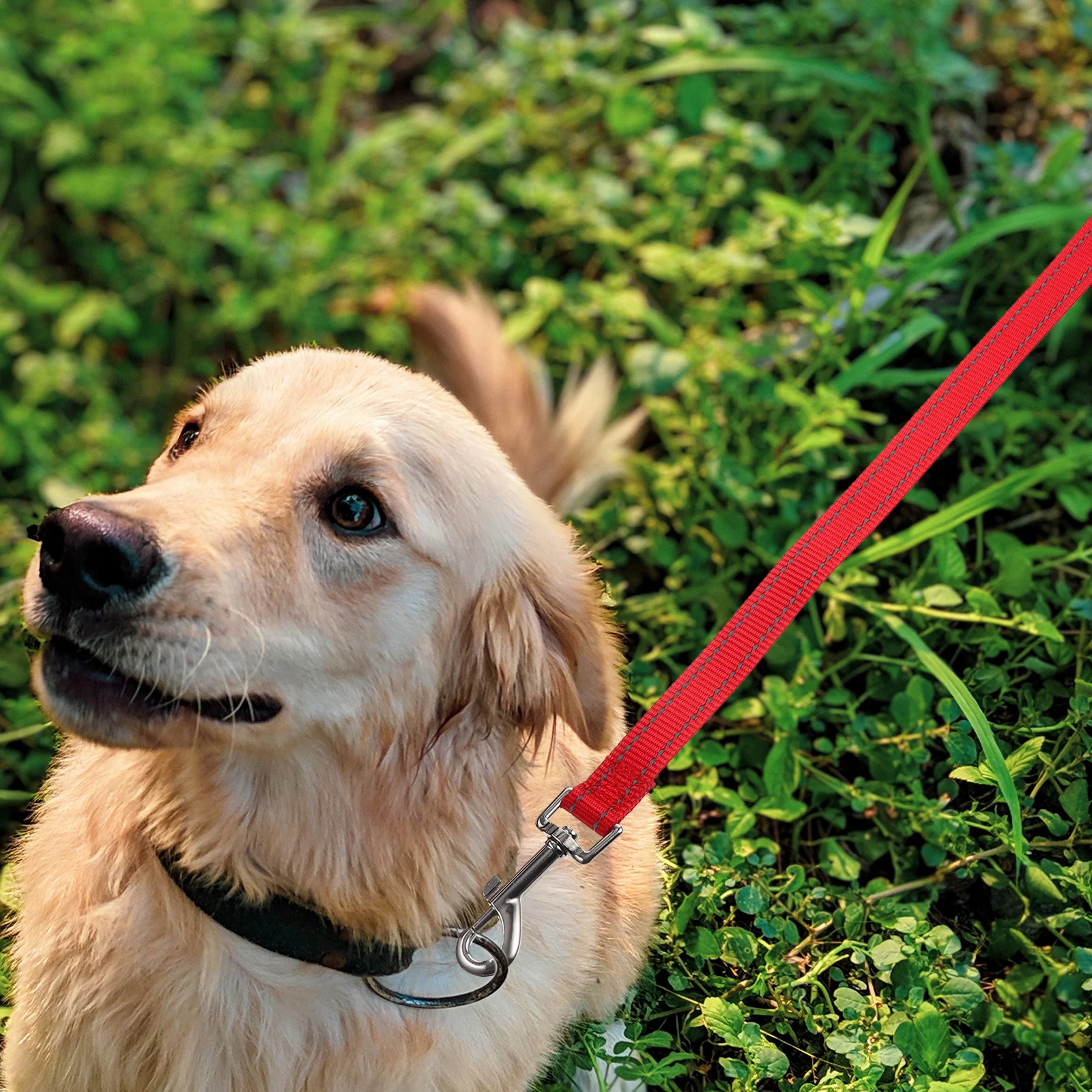 Reflective Dog Durable Nylon Small Dog Leashes For Walking Pet Puppy Training Leashes for Small Medium Large Dogs Walking
Reflective Dog Durable Nylon Small Dog Leashes For Walking Pet Puppy Training Leashes for Small Medium Large Dogs Walking