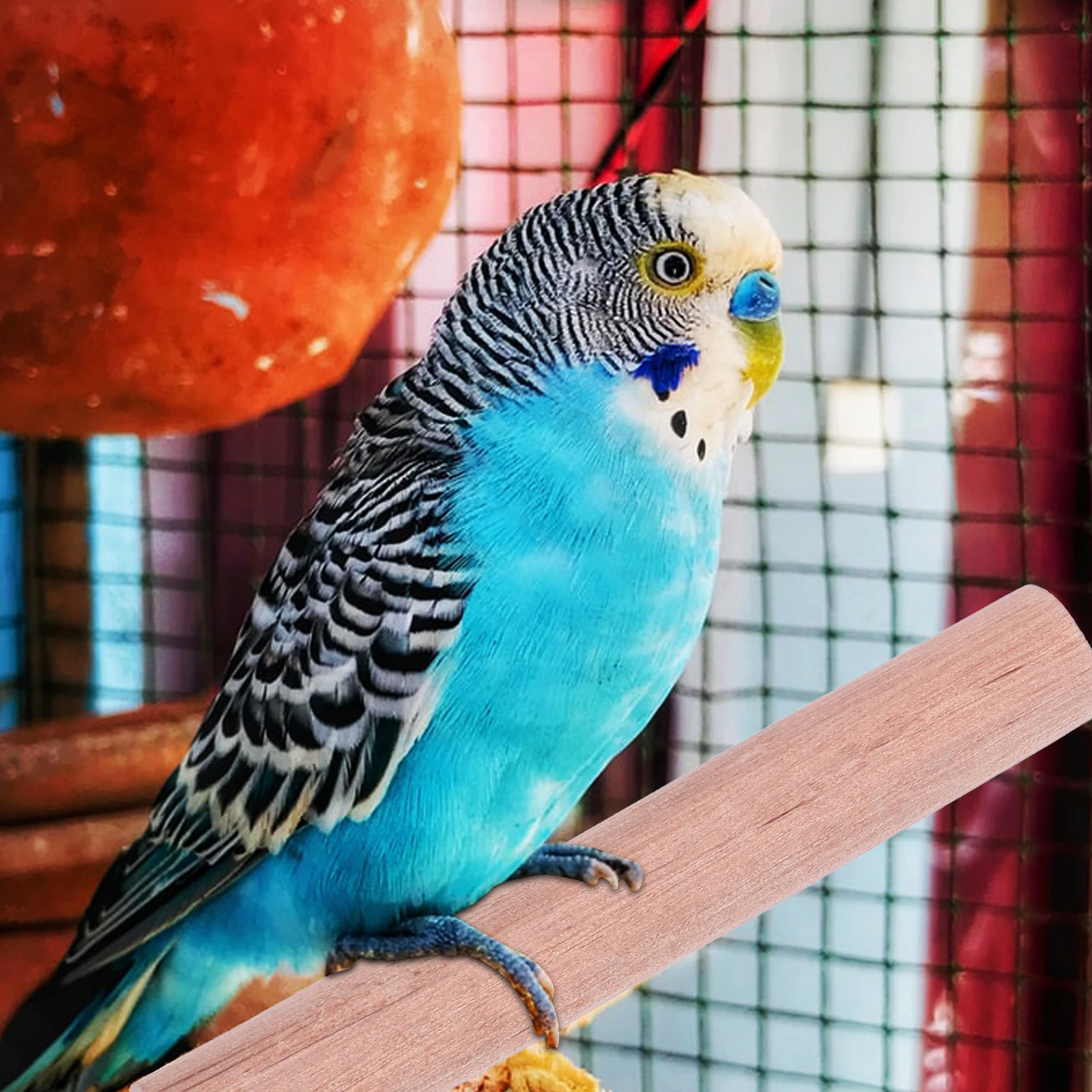 Breeding Box Accessories Durable Iron St Pole AntiBite Ring Parrot Nest Bird Cage Supplies Wooden Boxes Pet Supplies
Breeding Box Accessories Durable Iron St Pole AntiBite Ring Parrot Nest Bird Cage Supplies Wooden Boxes Pet Supplies