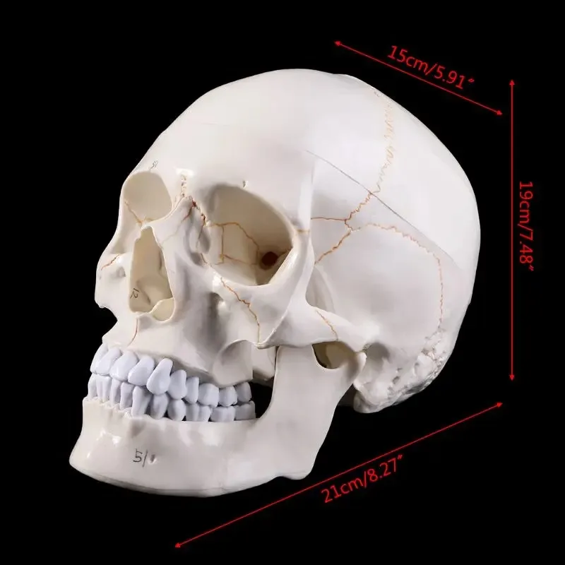 Life Size Human Anatomical Skull Model Medical Teaching Anatomy props model Skeleton Head Studying Teaching Supplies
Life Size Human Anatomical Skull Model Medical Teaching Anatomy props model Skeleton Head Studying Teaching Supplies