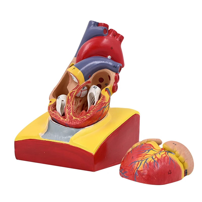 1: 1. Anatomical model of human heart,color ultrasound, heart model disassembly, medical natural heart teaching use
1: 1. Anatomical model of human heart,color ultrasound, heart model disassembly, medical natural heart teaching use