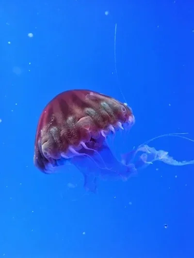 4Pcs Metal Shock Absorber Damper for Xiaomi Xmykc01Cm Jimny 1/16 Rc Car Upgrade Parts Accessories
4Pcs Metal Shock Absorber Damper for Xiaomi Xmykc01Cm Jimny 1/16 Rc Car Upgrade Parts Accessories